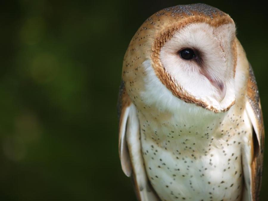 Owl Photograph - Owl #1 by Tiffany Swanson
