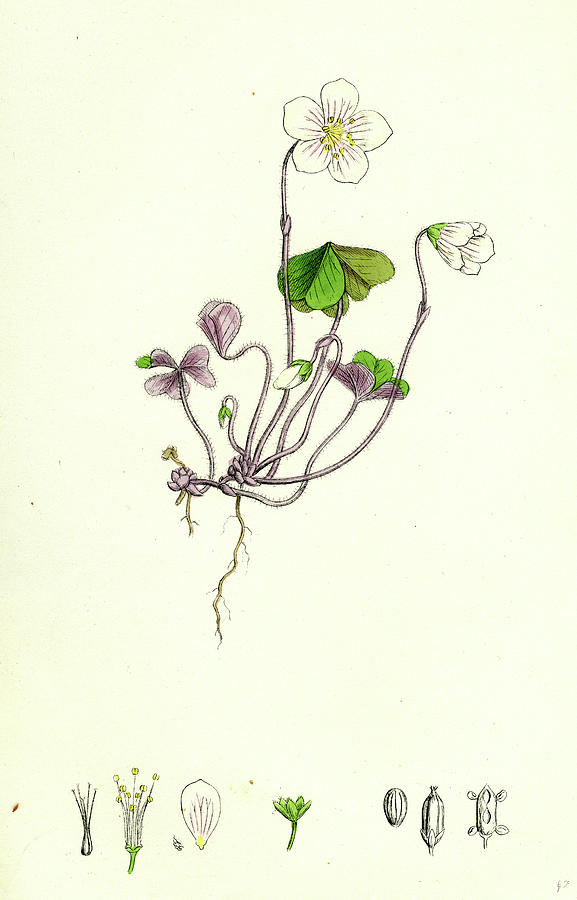 Oxalis Acetosella Wood Sorrel Drawing by English School - Pixels