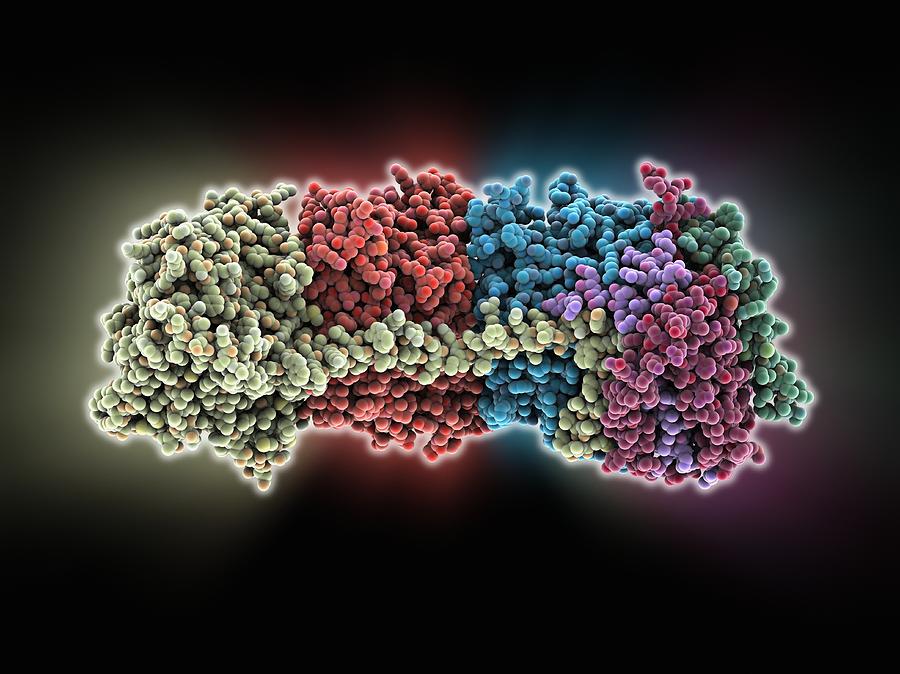 Oxidoreductase enzyme complex Photograph by Science Photo Library