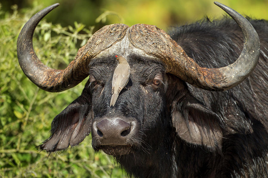 Oxpecker And Cape Buffalo, Chobe Photograph by WorldFoto - Fine Art America