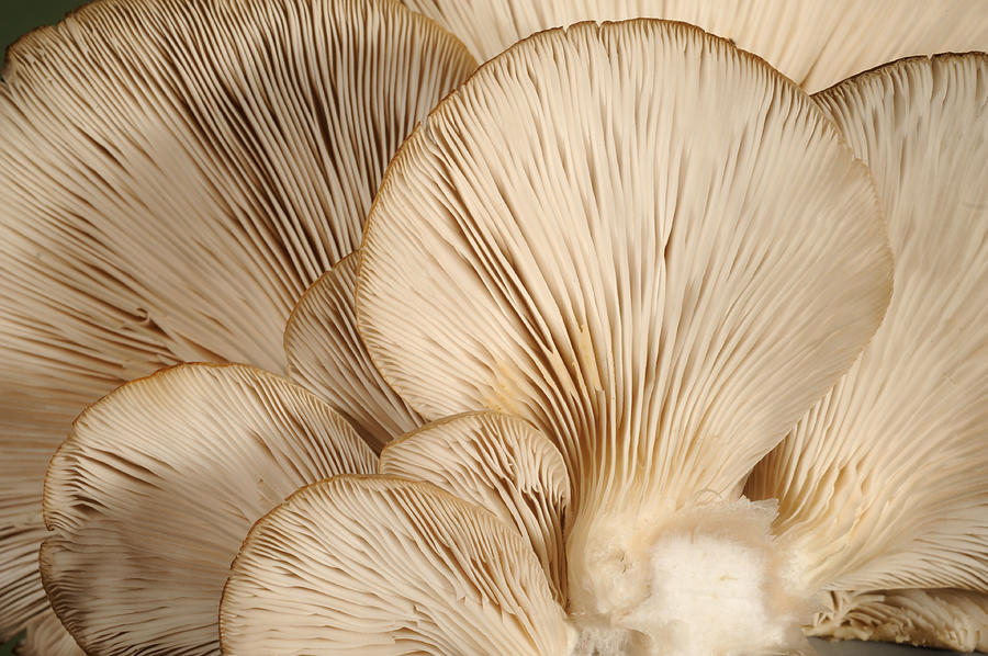 Oyster Mushrooms #1 Photograph by Nigel Cattlin