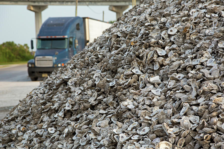 Shell Photograph - Oyster Shells After Processing #1 by Jim West