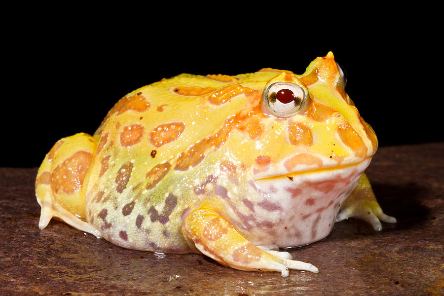 Pac Man Frog Ceratophrys #1 Photograph by David Kenny