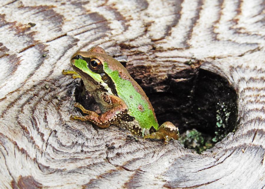 Pacific Chorus Frog Photograph by Iina Van Lawick