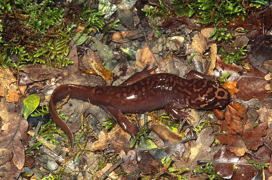Pacific Giant Salamander Photograph by Karl H. Switak