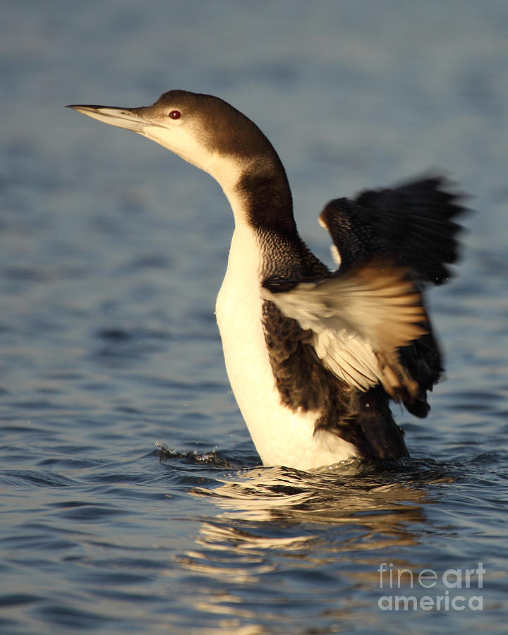 Pacific Loon Stretching Wings #1 Photograph by Max Allen