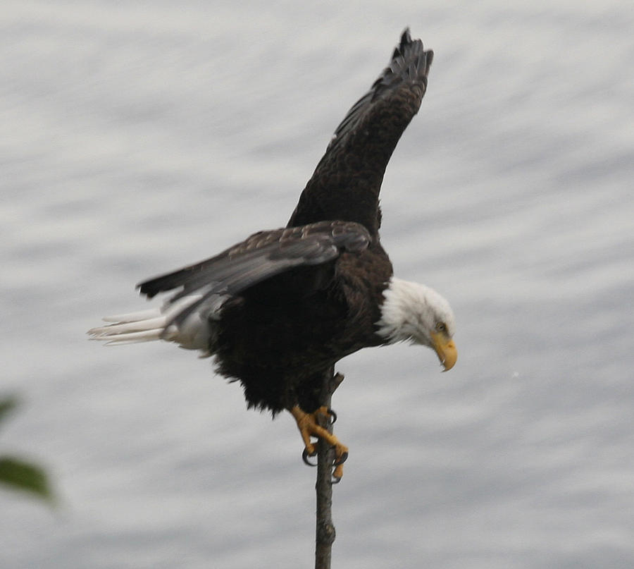 Pacific Northwest Eagle II Photograph by Mary Gaines