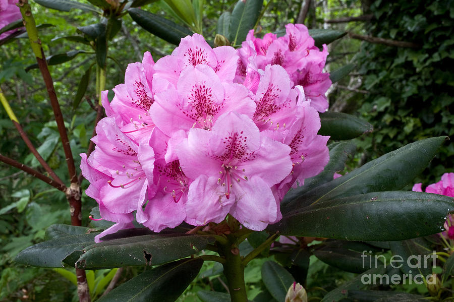 Pacific Rhododendron #1 Photograph by Gregory G. Dimijian, M.D.