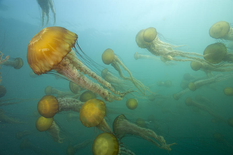 Animal Photograph - Pacific Sea Nettles Monterey Bay #1 by Richard Herrmann