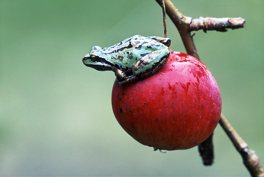 Pacific Tree Frog On A Crab Apple #1 Photograph by David Nunuk