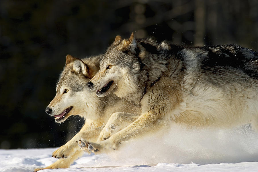Pack Of Grey Wolves Running Through #1 Photograph by John Hyde