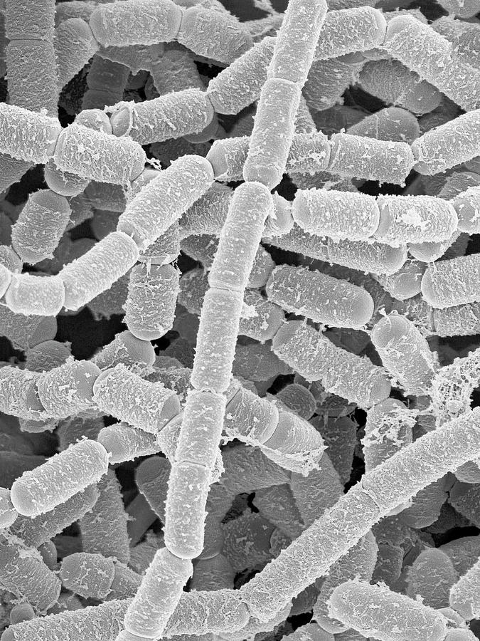 Paenibacillus Amylolyticus #1 Photograph by Dennis Kunkel Microscopy/science Photo Library