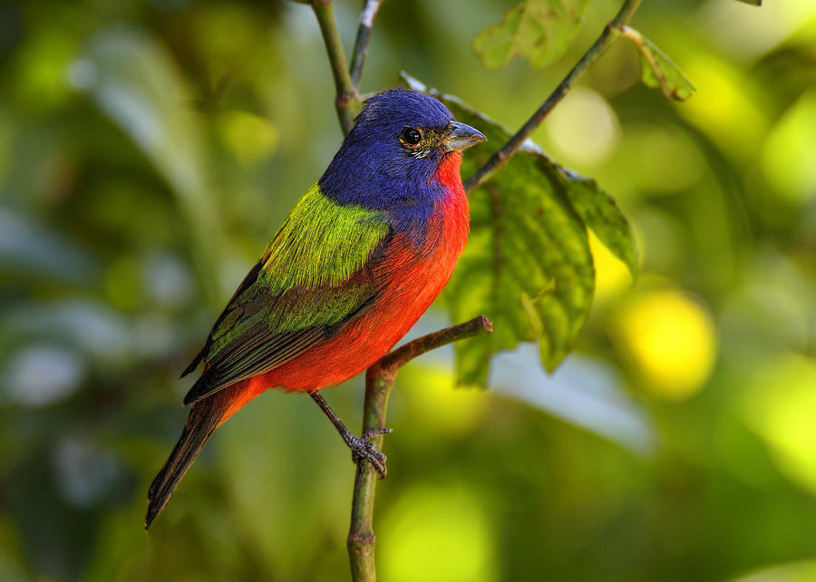 Painted Bunting #1 Photograph by Bill Dodsworth