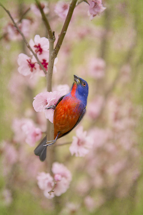 Spring Photograph - Painted Bunting in Spring #1 by Bonnie Barry