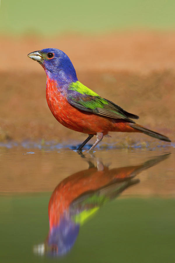 Cool Photograph - Painted Bunting (passerina Ciris #1 by Larry Ditto