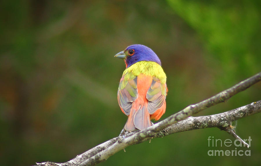 Painted Bunting #1 Photograph by Robert Frederick