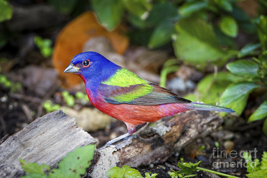 Painted Bunting #1 Photograph by Ronald Lutz