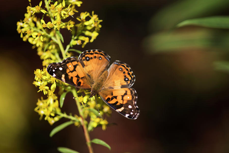 Painted Lady Butterfly Cynthia Feeds Photograph by Robert L. Potts ...