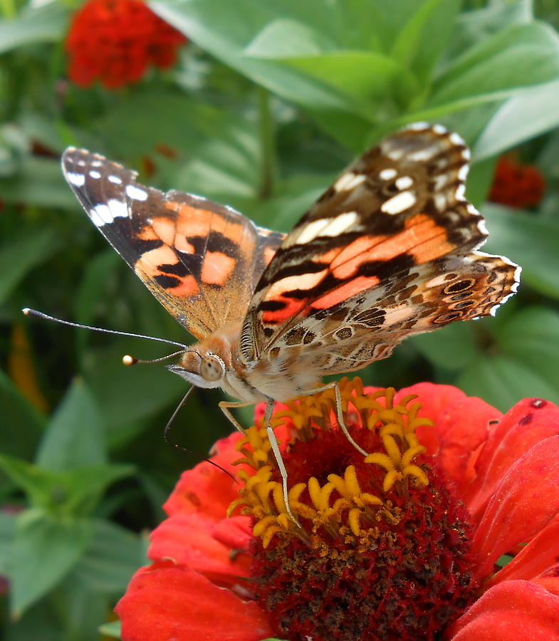 Painted Lady Butterfly  Photograph by Diannah Lynch