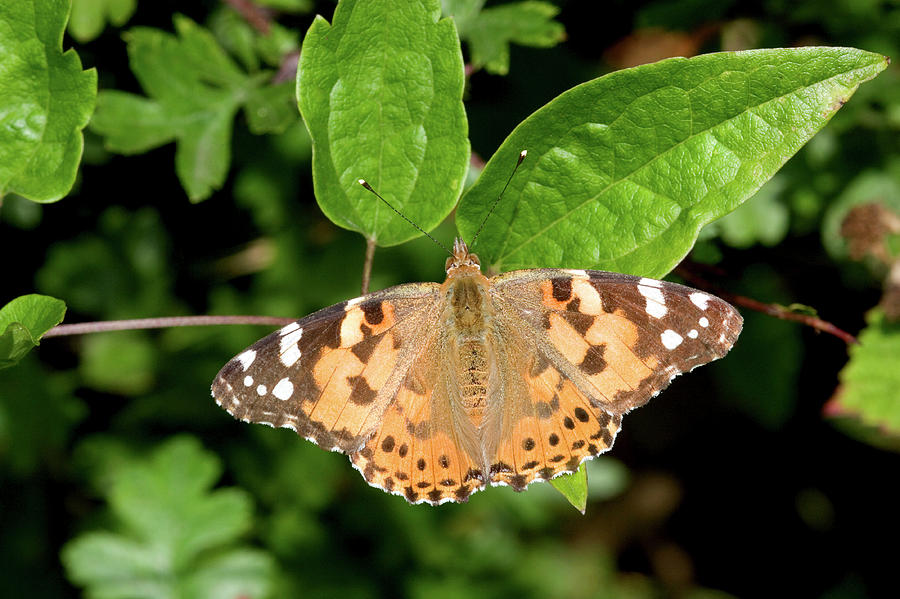 Painted Lady Butterfly Photograph by John Devries/science Photo Library ...