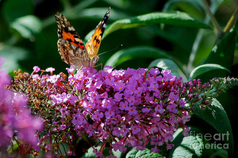 Painted Lady #1 Photograph by Mark Dodd
