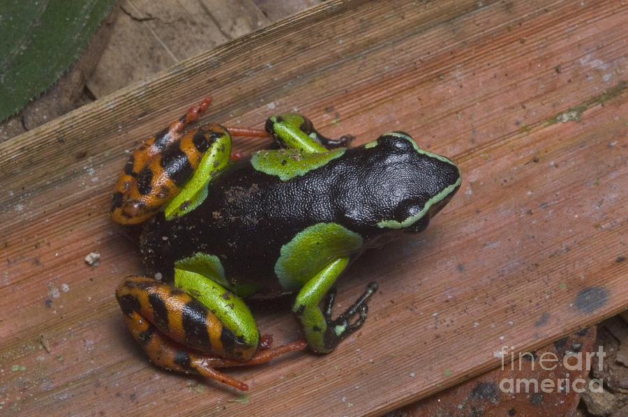 Painted Mantella Frog Photograph By Greg Dimijian Fine Art America   1 Painted Mantella Frog Greg Dimijian 