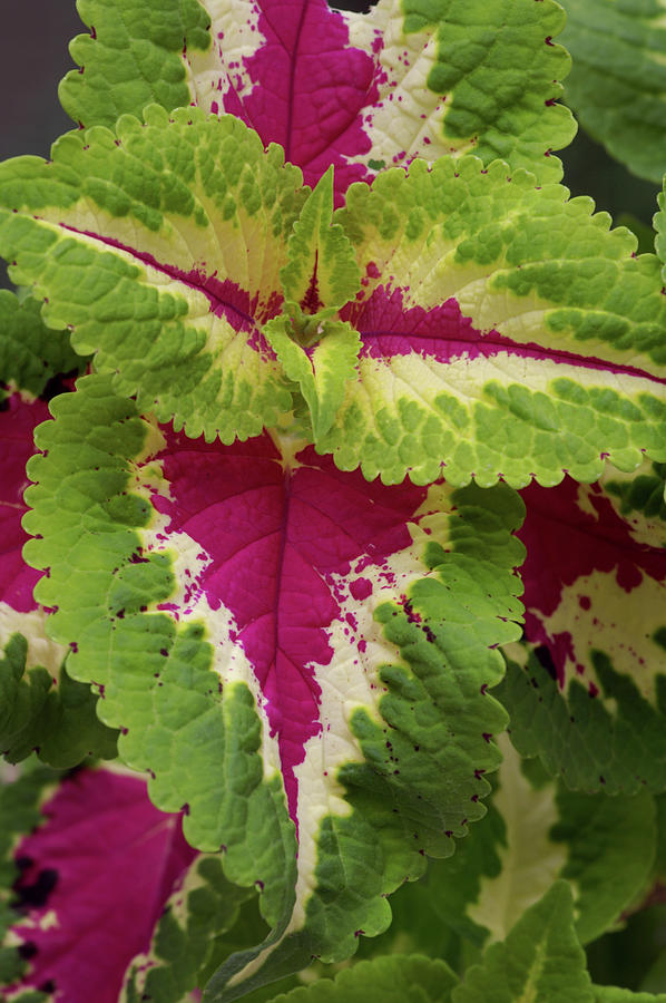 Painted Nettle Leaves (coleus Blumei) #1 Photograph by Brian Gadsby/science Photo Library