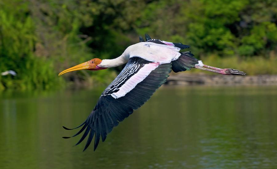 Painted Stork #1 Photograph by K Jayaram