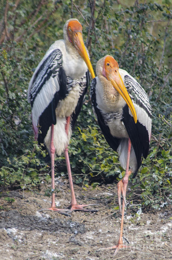 Painted Storks #1 Photograph by Pravine Chester