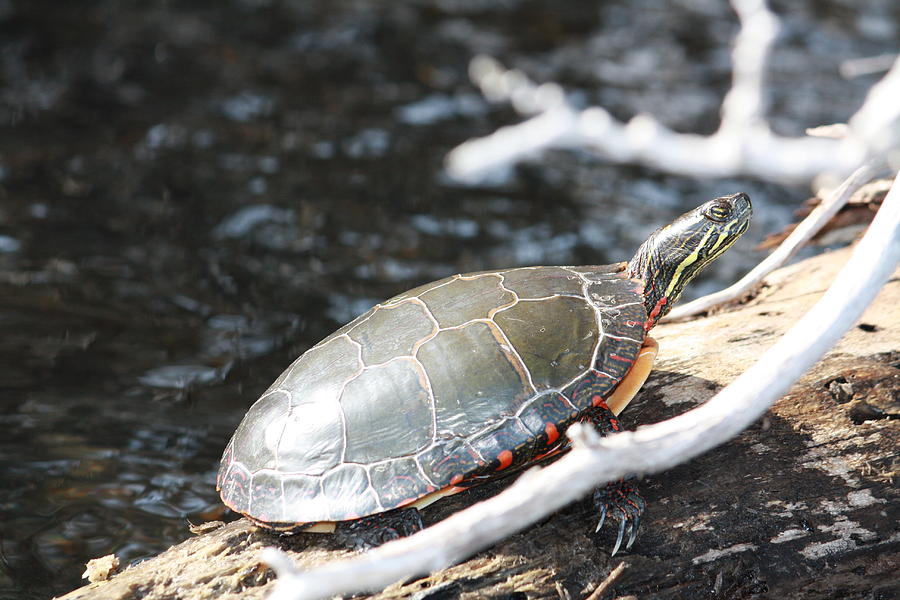 Painted Turtle Photograph by Sue Chisholm - Fine Art America