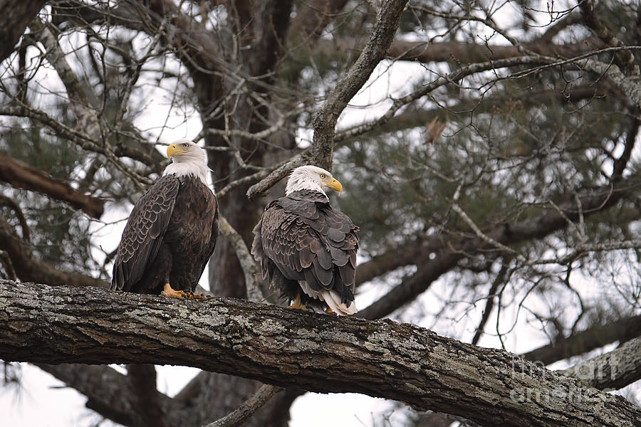 Pair of Bald Eagles #1 Photograph by Jai Johnson