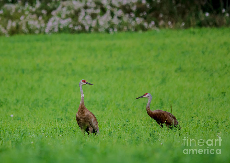 Pair of Cranes #1 Photograph by Cheryl Baxter