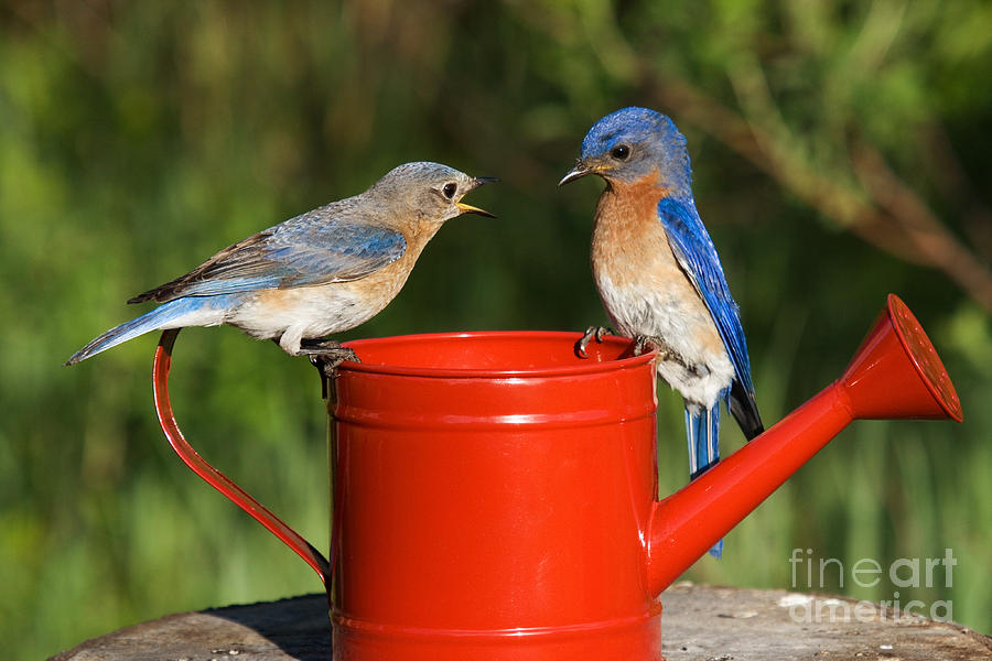 Pair Of Eastern Bluebirds #2 Photograph by Linda Freshwaters Arndt