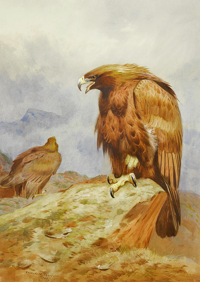 Pair of Golden Eagles #5 Painting by Archibald Thorburn