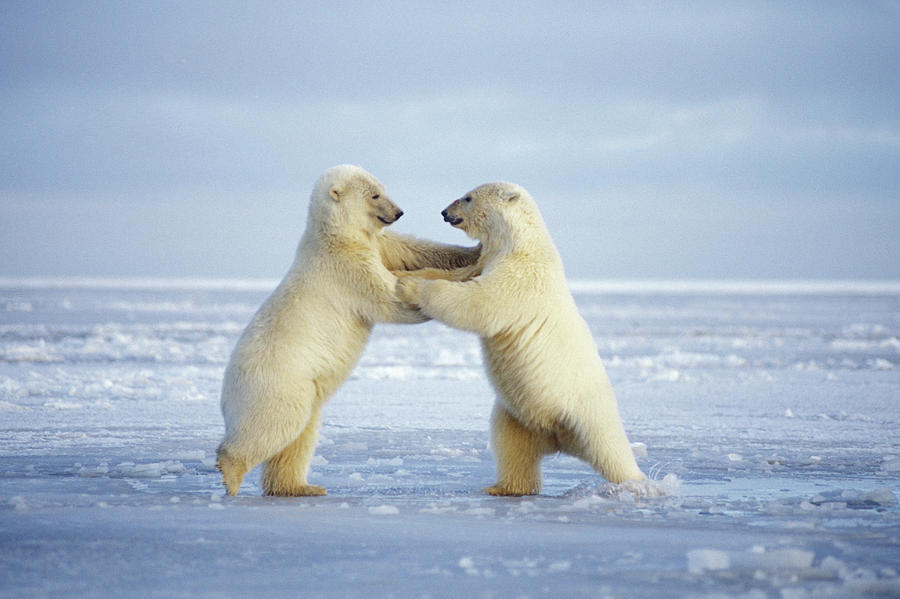 Pair Of Polar Bear Cubs Playing #1 Photograph by Steven J. Kazlowski ...