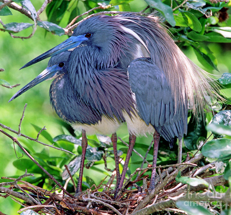 Pair Of Tricolored Heron At Nest #1 Photograph by Millard H Sharp