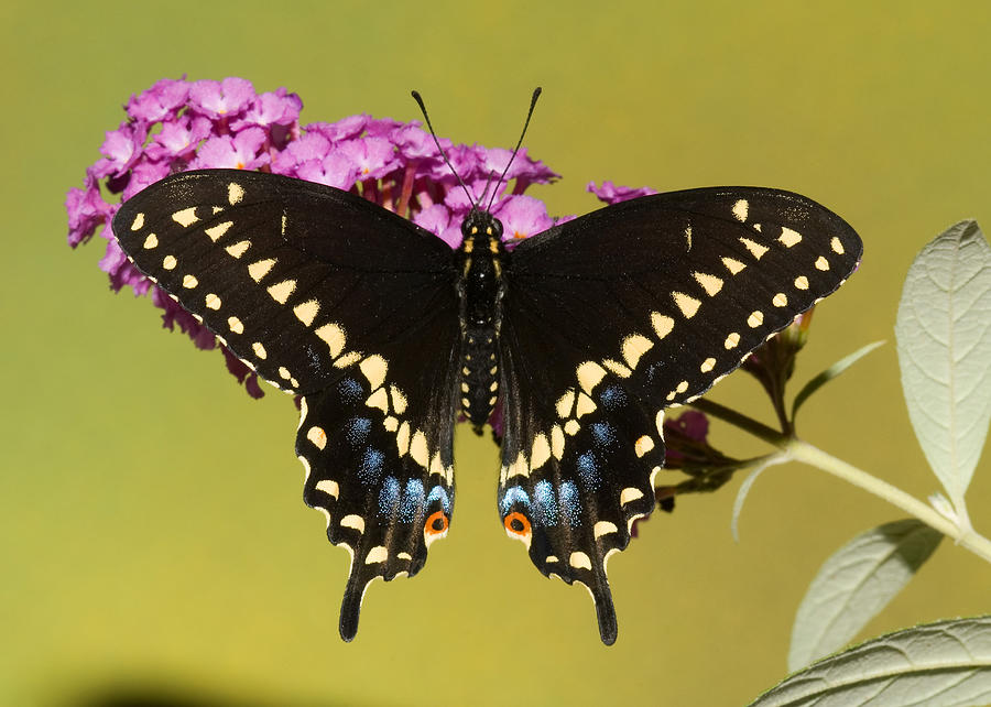 Black Swallowtail Butterfly #7 Photograph by Millard H Sharp