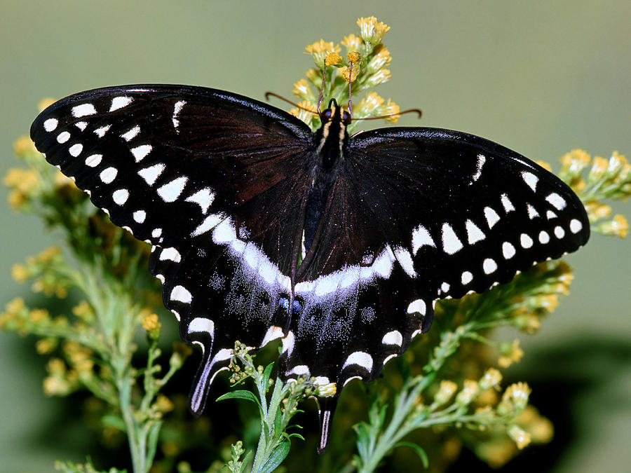 Palamedes Swallowtail Butterfly #1 Photograph by Millard Sharp