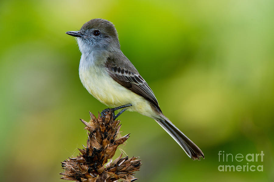Pale-edged Flycatcher #1 Photograph by Anthony Mercieca Pale-edged Flycatcher #1 Photograph by Anthony Mercieca