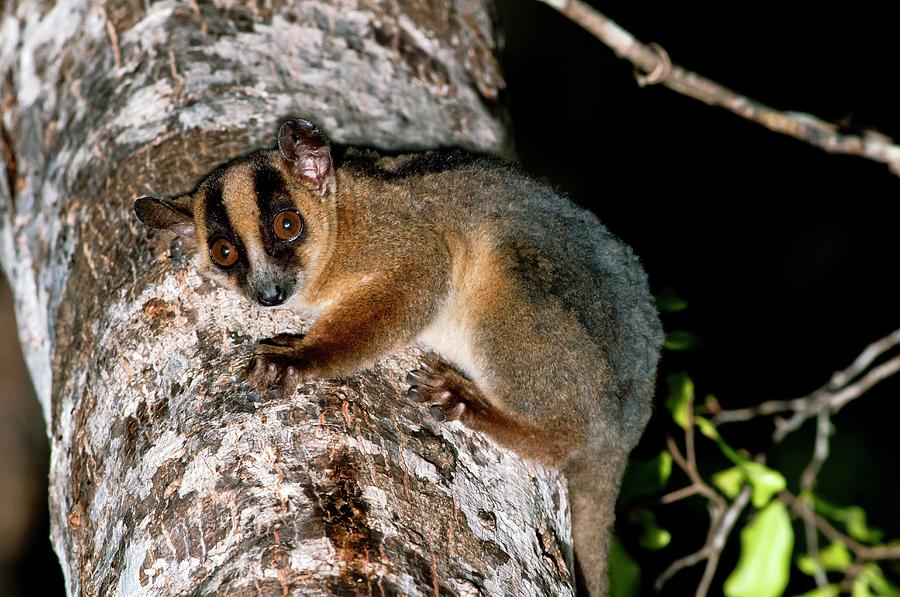 Pale Fork-marked Lemur #1 Photograph by Tony Camacho/science Photo Library