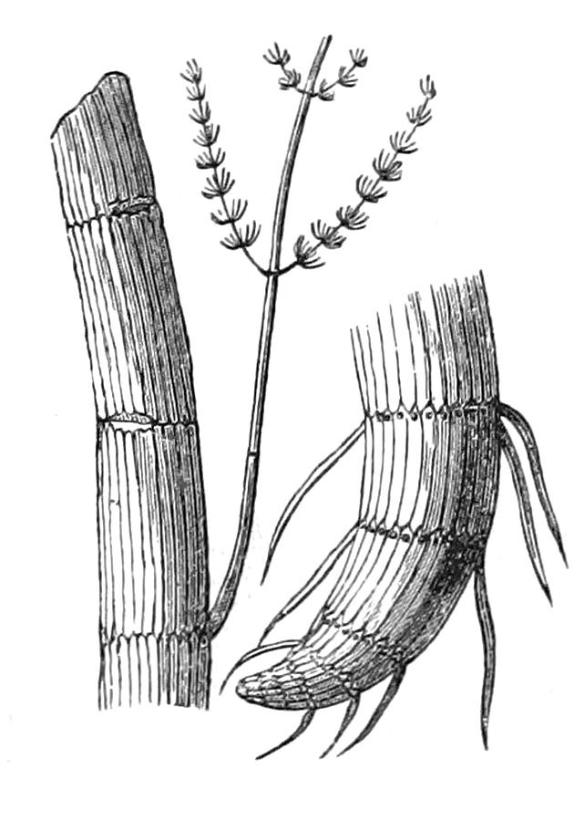 Paleozoic Flora, Calamites, Illustration #1 Photograph by British Library