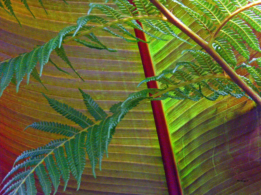 Palm and Fern Leaves #1 Photograph by Duane McCullough
