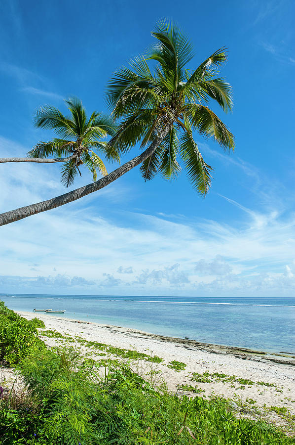 Palm Fringed Kolovai Beach, Tongatapu Photograph by Michael Runkel ...