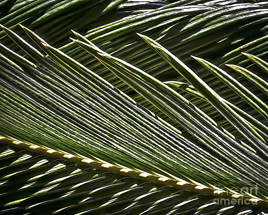 Palm Photograph - Palm Fronds 8653 by Walt Foegelle
