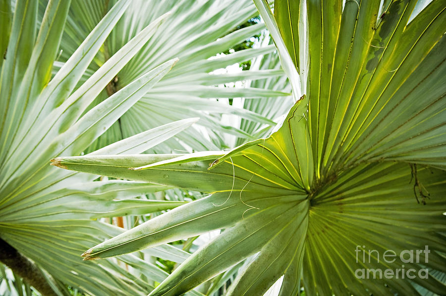 Palm Leaf Background Photograph