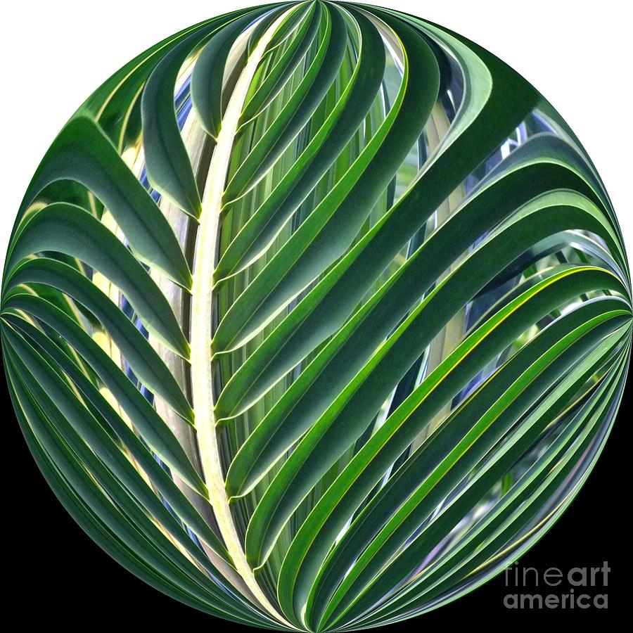 Palm Leaf Orb #2 Photograph by Scott Cameron