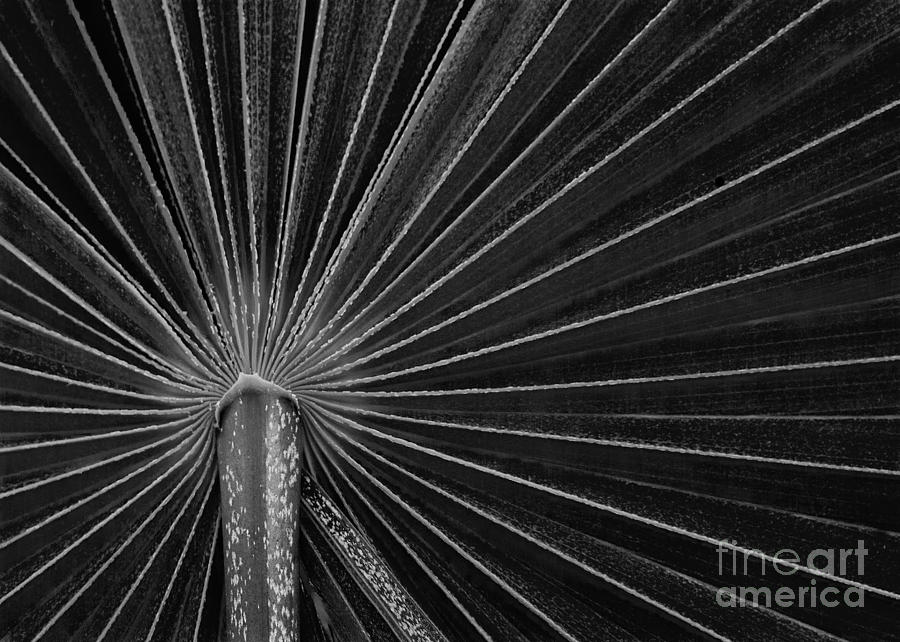 Palm radiance #1 Photograph by Jim Rossol
