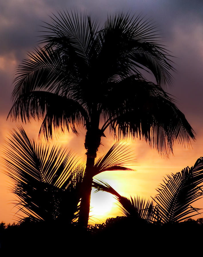 Palm Shadows #2 Photograph by Karen Wiles