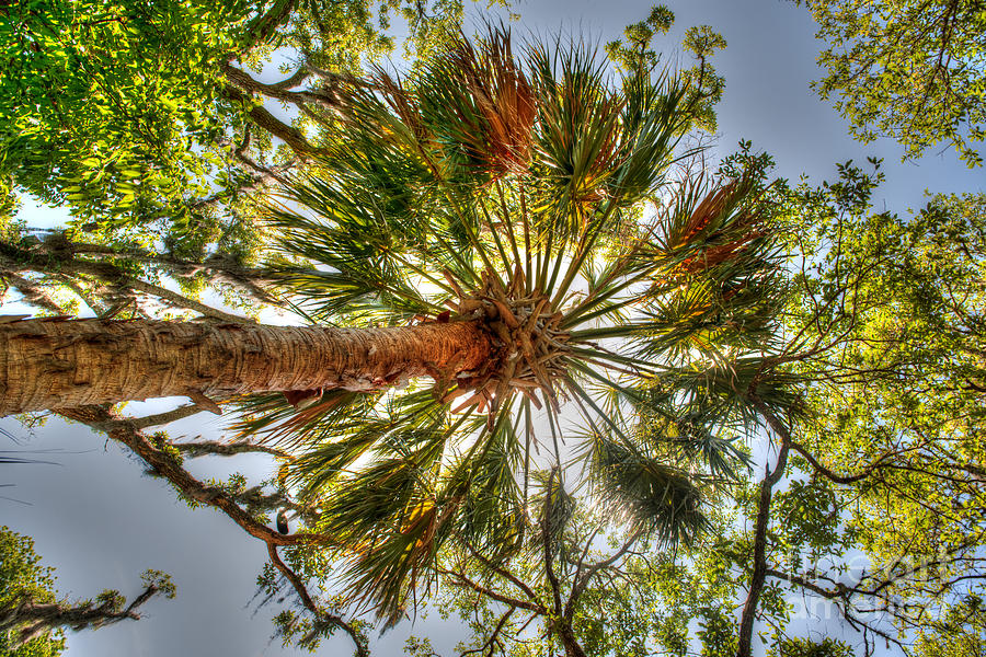 Palm Splendor #1 Photograph by Dale Powell