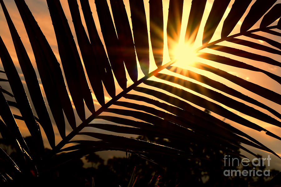 Palm Sunset by Kaye Menner Photograph by Kaye Menner